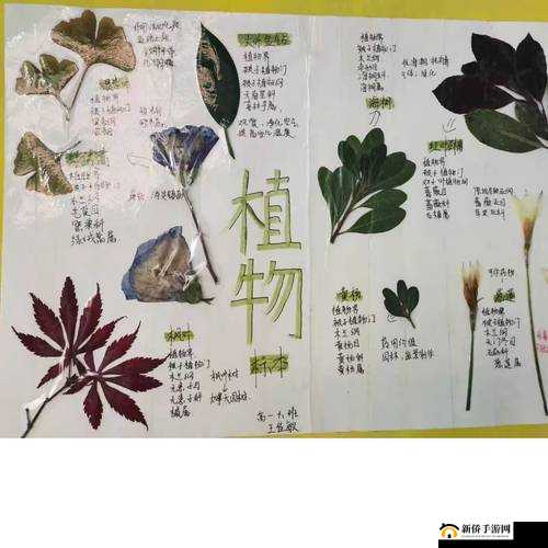 如何制作植物标本？详细步骤和注意事项解析