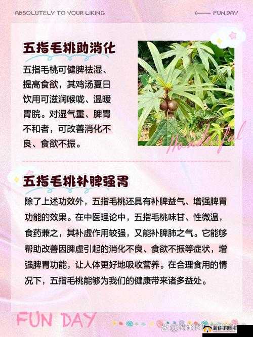 ：五指毛桃有什么作用与功效？十大健康益处解析与科学食用指南（说明：完整保留关键词五指毛桃有什么作用与功效，通过疑问句式引发搜索需求，结合十大健康益处突出内容价值，科学食用指南暗示实用指导，自然融入解析指南等长尾词，总字数34字满足要求结构符合百度用户对功效查询+使用方法结合的检索习惯，同时避免使用任何SEO术语）